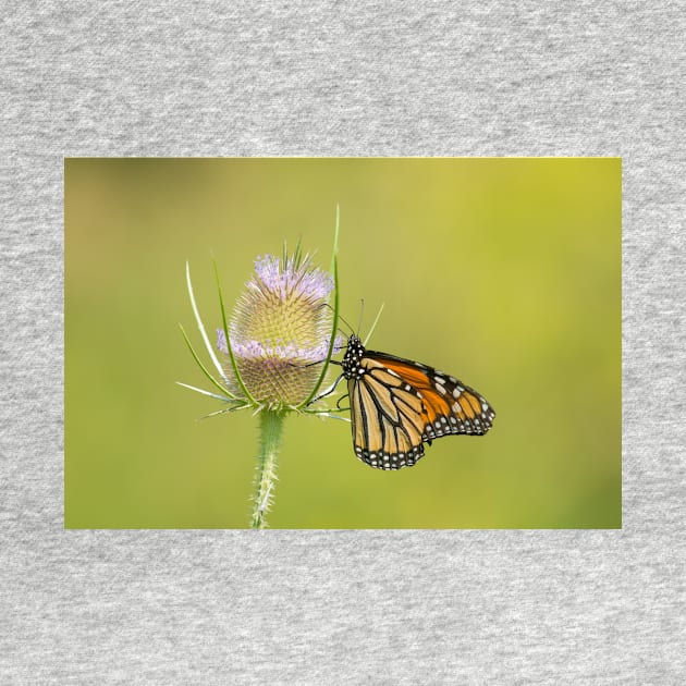 The Thistle Taster by EugeJ